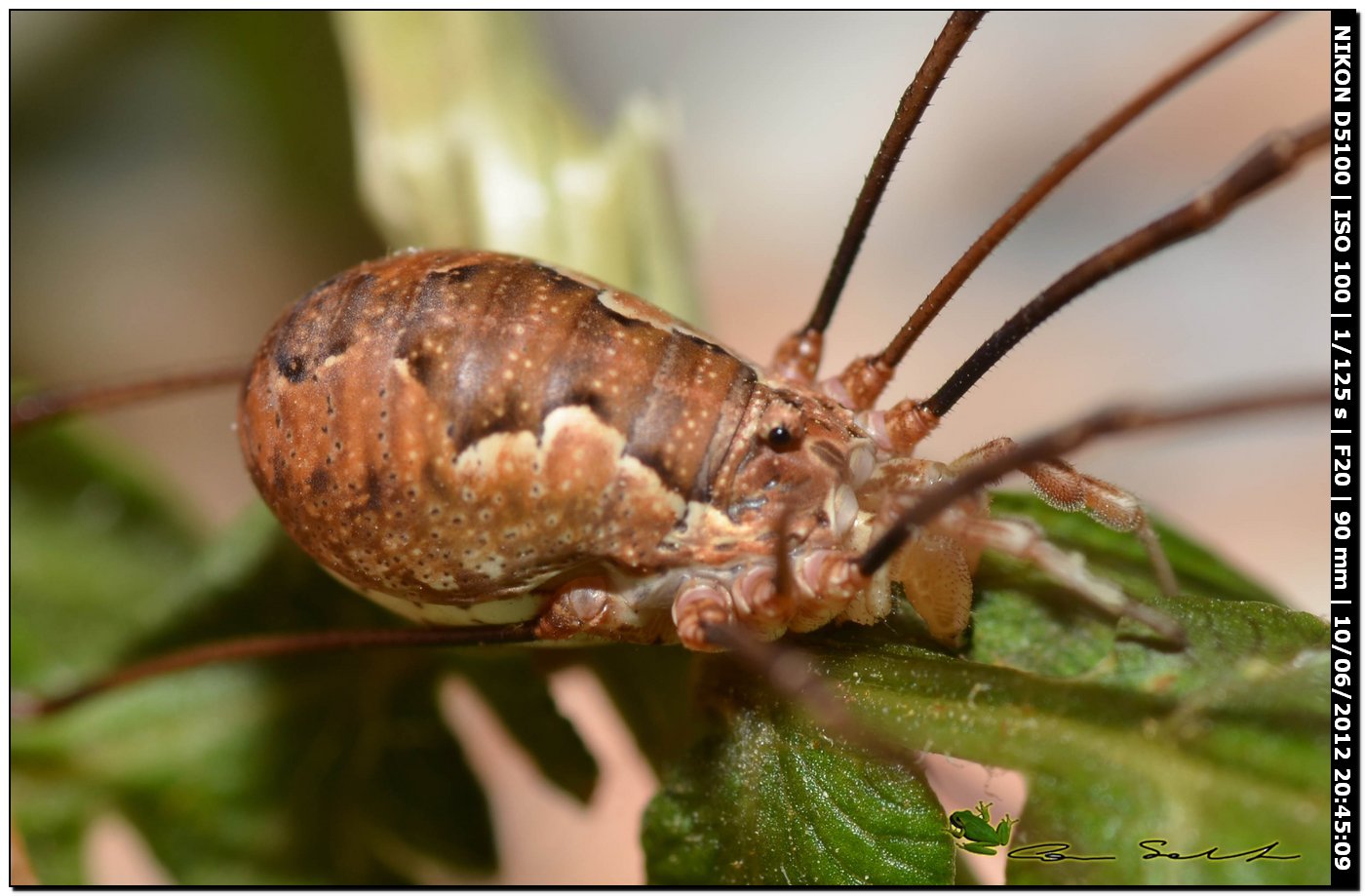 Dasylobus argentatus da Villanova Monteleone No 175